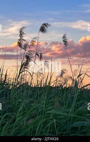 Pampagras (Cortaderia selloana). Der Kaiserliche Kanal von Aragon in Zaragoza Stockfoto