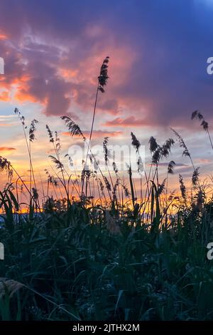 Pampagras (Cortaderia selloana). Der Kaiserliche Kanal von Aragon in Zaragoza Stockfoto