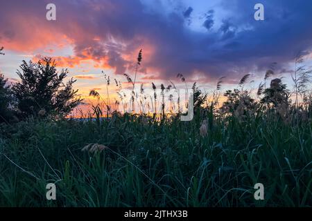 Pampagras (Cortaderia selloana). Der Kaiserliche Kanal von Aragon in Zaragoza Stockfoto