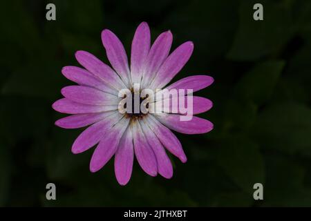 Nahaufnahme einer Blume der Anemone-Hortensis auf einem dunklen Hintergrund, der nicht fokussiert ist Stockfoto