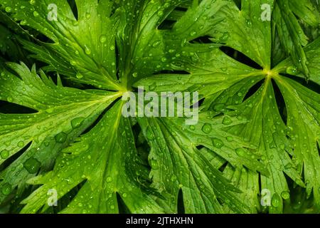 Grün geschnitzte Blätter mit Wassertropfen. Abstrakter natürlicher Hintergrund. Makrofotografie. Stockfoto