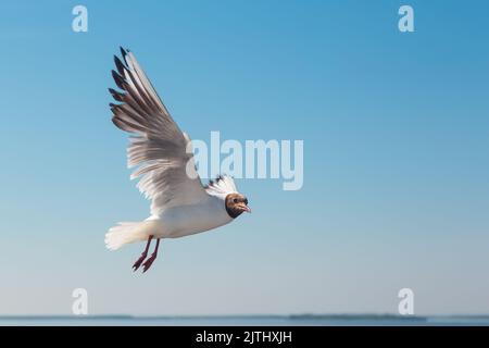 Möwe im Flug gegen den blauen Himmel aus nächster Nähe Stockfoto