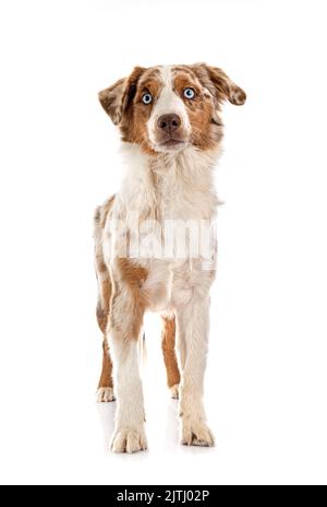 Miniatur American Shepherd vor weißem Hintergrund Stockfoto