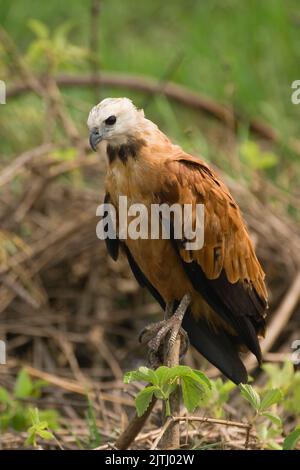 Black-colared Hawk (Busarellus nigricollis), Pantanal, Mato Grosso, Brasilien Stockfoto