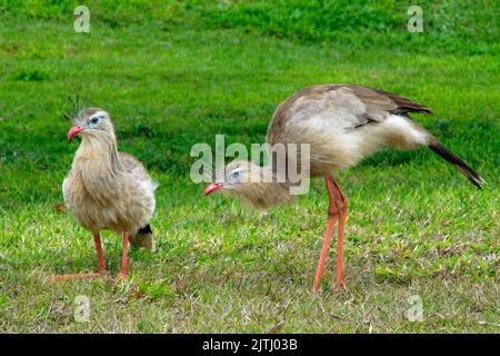 Rotbeinige oder Crested Seriema (Cariama cristata), Pantanal, Mato Grosso, Brasilien Stockfoto