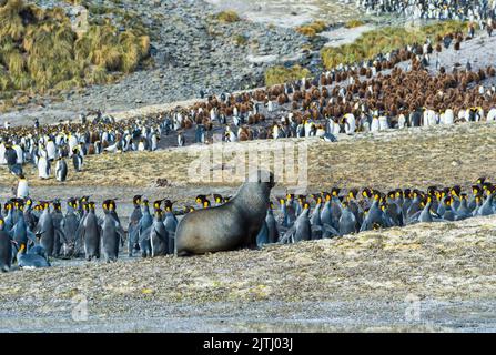 Adulte Felldichtung (Arctocephalus gazella), die Königspinguine in einer Kolonie (Aptenodytes patagonicus), der rechten Wal-Bucht, der Südgeorgien-Insel, in der Antarktis jagt Stockfoto