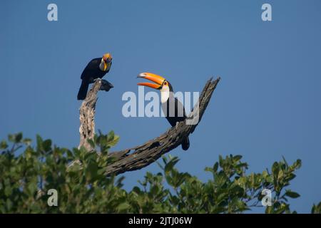 Riesentukan (Ramphastos Toco), Pantanal, Mato Grosso, Brasilien Stockfoto