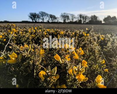 Gelbe Blüten auf Ginstersträuchern in der Hecke eines Feldes. Stockfoto