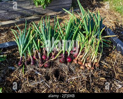 Zwiebeln frisch aus einem Hochbeet in einem Gemüsegarten geerntet. Stockfoto