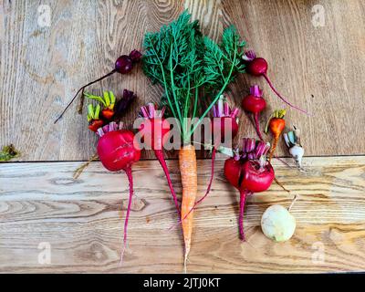Karotten und Rote Beete auf einem Küchentisch, nachdem sie aus einem Gemüsegarten geerntet wurden. Stockfoto