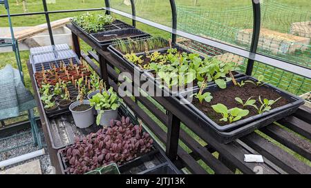 Hochbeete und ein Gewächshaus, mit einem neu gepflanzten Obstgarten dahinter, in einem Feld für den Anbau von Gemüse zur Selbstversorgung. Stockfoto