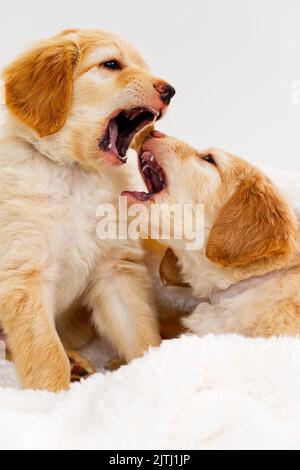 Ein paar niedliche Welpen spielen miteinander. Hovawart Rasse. Niedliche und lustige junge Welpen. Stockfoto