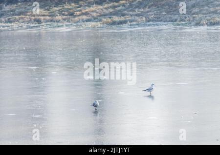 Donauinsel Sodros bei Novi Sad, Serbien. Landschaft mit schneebedeckten Bäumen und gefrorenem Wasser. Ein Paar Flussmöwen auf gefrorenem Wasser. Stockfoto