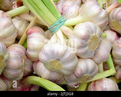 Junger Knoblauch. Köpfe in Büschen. Natürliches Antibiotikum. Bio-Lebensmittel aus dem Polnischen. Stockfoto