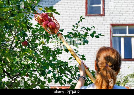 Eine Frau erntet Äpfel mit einem Holzpflücker. Stockfoto