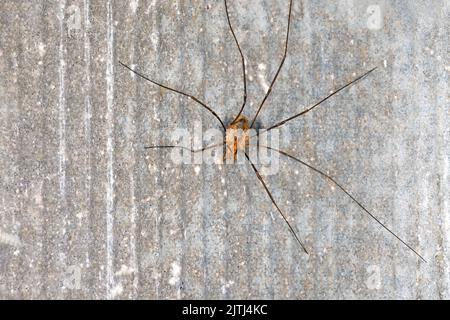 Nahaufnahme einer langbeinigen Spinne an einer grauen Wand. Speicherplatz kopieren. Stockfoto