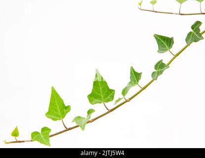 Hedera Helix-Pflanze auf isoliertem weißem Hintergrund, selektiver Fokus Schuss. Stockfoto