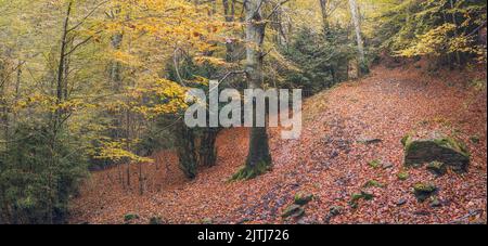 Schöner Herbstbuchenwald in Garrotxa, Katalonien Stockfoto