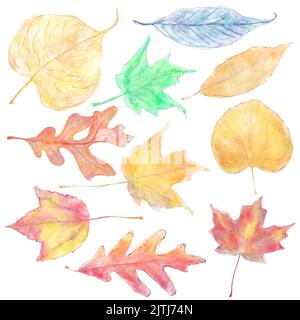Aquarell bunte Herbstblätter isoliert auf weißem Hintergrund Stockfoto