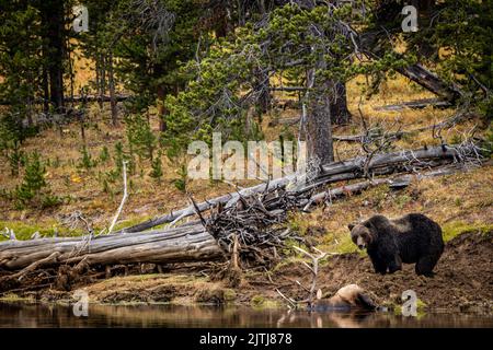 Ein Grizzlybär, der in der Nähe von Elchen steht, die im Fluss im Hintergrund wachsender dichter Bäume untergetaucht sind Stockfoto