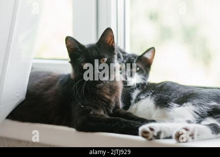 Zwei schöne junge Kätzchen in Schwarz und Weiß liegen auf dem Fenster. Zuhause Lieblings Haustier Stockfoto