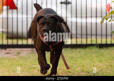 Nahaufnahme eines schwarzen Labrador-Retriever, der auf dem Gras läuft Stockfoto