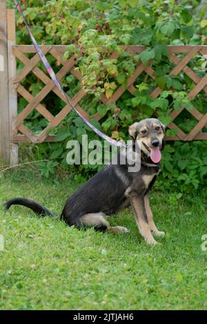 Hausmungel Hund an der Leine auf einem Spaziergang im Sommer Stockfoto