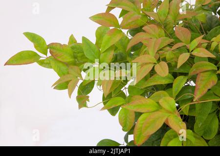 Nandina domestica Pflanze auf isoliertem weißem Hintergrund, selektiver Fokus Schuss. Stockfoto