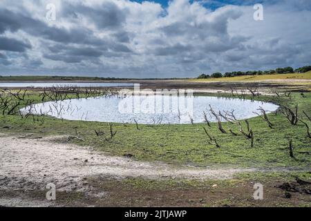 Die Überreste von skelettartigen toten Bäumen in und um einen kleinen künstlichen Teich sind nun im Colliford Lake Reservoir auf Bodmin von schweren Dürrebedingungen ausgesetzt Stockfoto