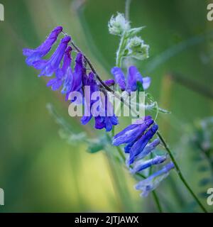 Ein beliebter Zeitvertreib von mir ist es, auf den Spuren des Door County Land Trust in Door County Wisconsin zu wandern und nach Makromotive zu suchen. Stockfoto