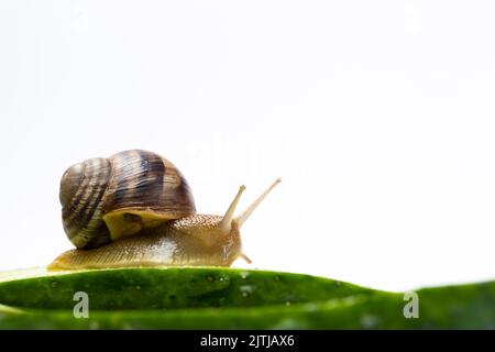 Große Traubengartenschnecke Helix pomatia sitzt und frisst Gurke. Ein Ort für Text auf weißem Hintergrund. Stockfoto