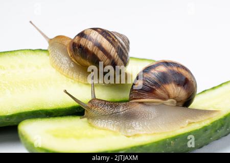 Zwei große Helix-Pomatia-Schnecken kriechen auf Gurken und fressen sie Stockfoto