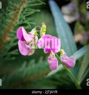 Ein beliebter Zeitvertreib von mir ist es, auf den Spuren des Door County Land Trust in Door County Wisconsin zu wandern und nach Makromotive zu suchen. Stockfoto