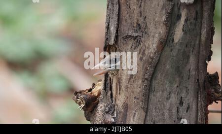 Ein Weißwabenbarbet guckt aus seinem Nest Stockfoto