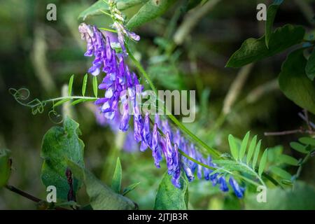 Ein beliebter Zeitvertreib von mir ist es, auf den Spuren des Door County Land Trust in Door County Wisconsin zu wandern und nach Makromotive zu suchen. Stockfoto