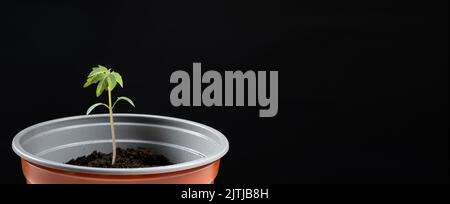 Tomaten aus Samen anbauen, Schritt für Schritt. Schritt 9 - Sämlinge Pflanzen Stockfoto