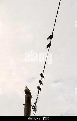 Schöner Vogel, der auf einem elektrischen Kabel sitzt Stockfoto