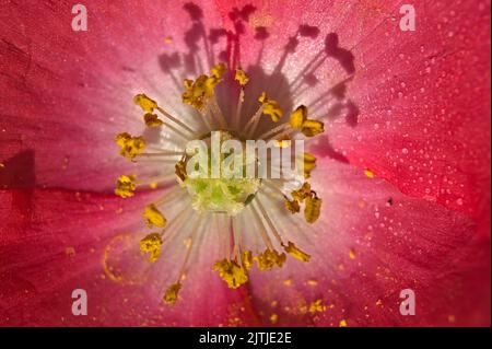 Extreme Nahaufnahme mit dem Stamm einer wilden rosa Mohnblume Stockfoto
