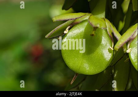 Makroansicht der Samenschote einer bunten Ananas-Blume (Eucomis bicolor) Stockfoto