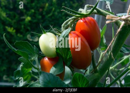 Crimson Plum F1 Tomaten, die in einem Gewächshaus wachsen, Großbritannien Stockfoto