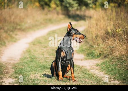 Schöner Dobermann Hund lustig sitzen im Freien in Landstraße im Herbst Tag. Lustige Dobermann Pinscher Hunderasse sitzt in Landstraße Stockfoto