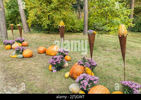 Kürbisse Halloween Gartendekoration mit Herbst Chrysantheme Blumen und Pinienzapfen im Park. Nahaufnahme, selektiver Fokus. Halloween und Thanksgiving natürliche DIY Dekoration und Feier Konzept Stockfoto