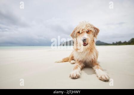 Porträt eines niedlichen Hundes, der in weißem Sand am tropischen Strand liegt und die Kamera anschaut. Stockfoto