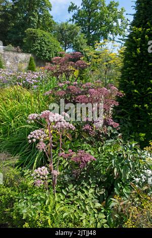 Sambucus mit violett-rosa umbelliferen Blüten, die im Sommer in den Aberglasney Gardens blühen August 2022 Llangathen Carmarthenshire Wales UK KATHY DEWITT Stockfoto