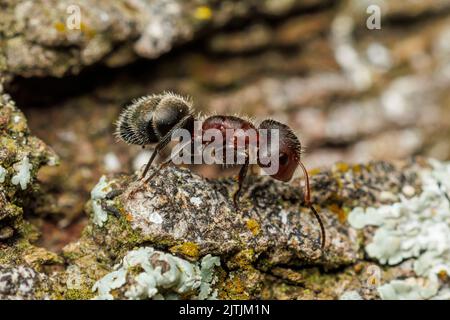 Kompakte Carpenter-Ameise (Camponotus planatus) Stockfoto