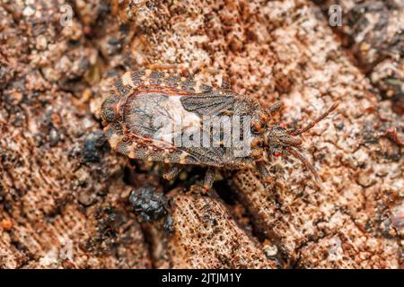 Flacher Käfer (Mezira subsetosa) Stockfoto