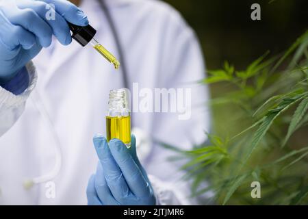 Forscher untersuchen die Pflanzen. Alternative Medizin und Cannabiskonzepte, professionelle Forscher, die in Cannabisfeldern arbeiten Stockfoto