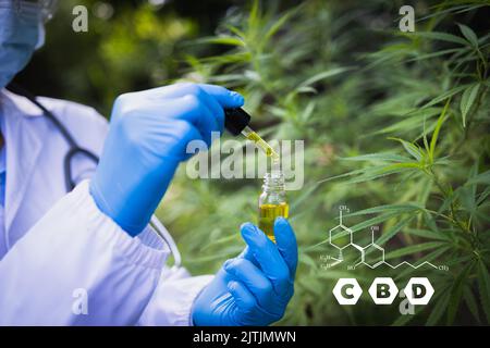 Die Hand des Arztes tropft Cannabisöl, CBD Cannabidiol in der Pipette gegen Hanfpflanze mit einem chemischen Molekül Stockfoto