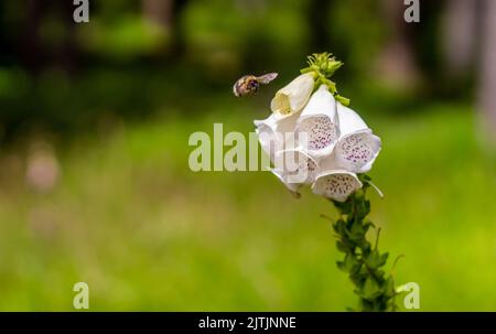 Weißer Fuchshandschuh blüht mit einer Hummel, auf einer Wiese, Nahaufnahme Stockfoto