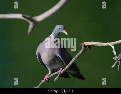 Porträt einer Ringeltaube Stockfoto